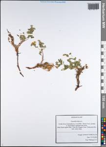 Sibbaldianthe bifurca (L.) Kurtto & T. Erikss., Siberia, Altai & Sayany Mountains (S2) (Russia)