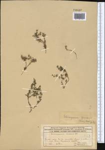 Lappula spinocarpos (Forssk.) Asch., Middle Asia, Muyunkumy, Balkhash & Betpak-Dala (M9) (Kazakhstan)
