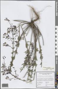 Teucrium orientale subsp. gloeotrichum Rech.fil., South Asia, South Asia (Asia outside ex-Soviet states and Mongolia) (ASIA) (Iran)