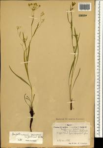 Bupleurum scorzonerifolium Willd., Mongolia (MONG) (Mongolia)