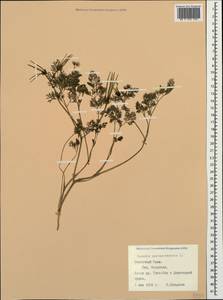 Scandix pecten-veneris L., Crimea (KRYM) (Russia)