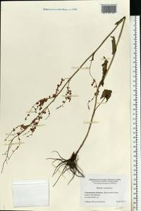 Rumex acetosa L., Eastern Europe, Western region (E3) (Russia)