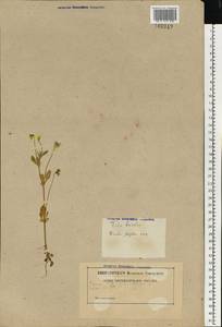 Viola tricolor L., Eastern Europe, Belarus (E3a) (Belarus)
