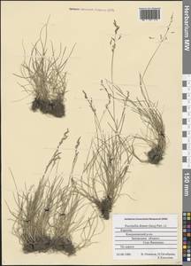 Puccinellia distans (Jacq.) Parl., Eastern Europe, Northern region (E1) (Russia)