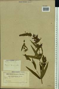 Lythrum salicaria L., Eastern Europe, Belarus (E3a) (Belarus)