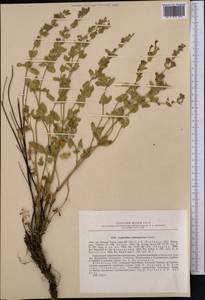 Lophanthus tschimganicus Lipsky, Middle Asia, Western Tian Shan & Karatau (M3) (Uzbekistan)