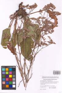 Limonium gmelinii (Willd.) Kuntze, Eastern Europe, Rostov Oblast (E12a) (Russia)