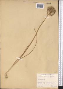 Allium caesium Schrenk, Middle Asia, Northern & Central Kazakhstan (M10) (Kazakhstan)
