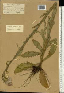 Cirsium alatum (S. G. Gmel.) Bobrov, Eastern Europe, Lower Volga region (E9) (Russia)