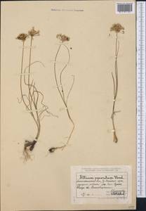 Allium parvulum Vved., Middle Asia, Muyunkumy, Balkhash & Betpak-Dala (M9) (Kazakhstan)