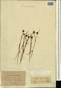 Luzula stenophylla Steud., Caucasus, Georgia (K4) (Georgia)