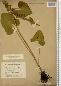 Ligularia subsagittata Pojark., Caucasus, Stavropol Krai, Karachay-Cherkessia & Kabardino-Balkaria (K1b) (Russia)