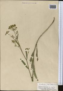 Bupleurum krylovianum Schischk. ex G. V. Krylov, Middle Asia, Northern & Central Tian Shan (M4) (Kyrgyzstan)