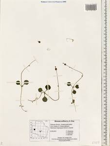 Moneses uniflora (L.) A. Gray, Eastern Europe, North-Western region (E2) (Russia)