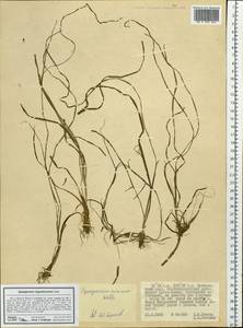 Sparganium hyperboreum Laest. ex Beurl., Siberia, Russian Far East (S6) (Russia)