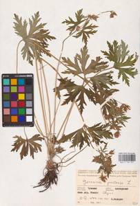 Geranium pratense L., Eastern Europe, Middle Volga region (E8) (Russia)