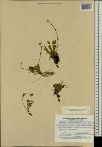 Noccaea cochleariforme (DC.) Á. Löve & D. Löve, Mongolia (MONG) (Mongolia)