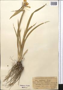 Iris halophila var. sogdiana (Bunge) Skeels, Middle Asia, Northern & Central Tian Shan (M4) (Kyrgyzstan)