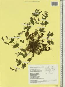 Veronica vindobonensis (M. Fisch.) M. Fisch., Eastern Europe, Central region (E4) (Russia)