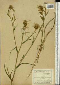 Tragopogon brevirostris DC., Eastern Europe, Rostov Oblast (E12a) (Russia)