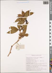 Berberis wallichiana DC., South Asia, South Asia (Asia outside ex-Soviet states and Mongolia) (ASIA) (Vietnam)