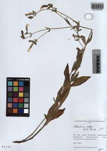 KUZ 004 289, Silene latifolia subsp. alba (Miller) Greuter & Burdet, Siberia, Altai & Sayany Mountains (S2) (Russia)