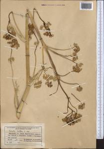 Ferula kelleri Koso-Pol., Middle Asia, Northern & Central Tian Shan (M4) (Kyrgyzstan)