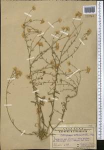 Aster altaicus Willd., Middle Asia, Pamir & Pamiro-Alai (M2) (Tajikistan)