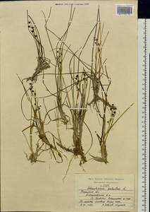 Scheuchzeria palustris L., Eastern Europe, Central region (E4) (Russia)