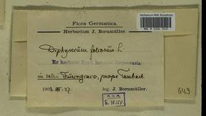 Diphyscium foliosum (Hedw.) D. Mohr, Bryophytes, Bryophytes - Western Europe (BEu) (Germany)