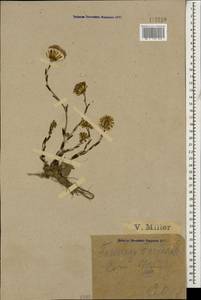 Tussilago farfara L., Caucasus, Black Sea Shore (from Novorossiysk to Adler) (K3) (Russia)