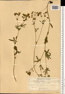 Potentilla longipes Ledeb., Eastern Europe, Central forest-and-steppe region (E6) (Russia)