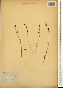 Carex tristis M.Bieb., Caucasus (no precise locality) (K0)