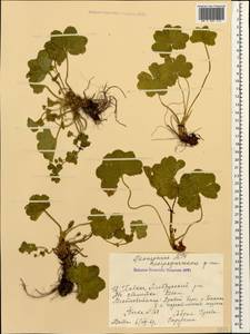 Alchemilla, Caucasus, Stavropol Krai, Karachay-Cherkessia & Kabardino-Balkaria (K1b) (Russia)