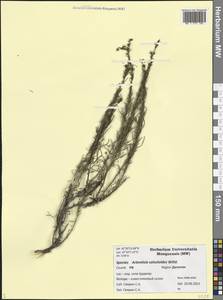 Artemisia salsoloides Willd., Caucasus, Dagestan (K2) (Russia)