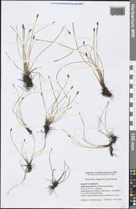 Eleocharis uniglumis (Link) Schult., Eastern Europe, Central forest-and-steppe region (E6) (Russia)