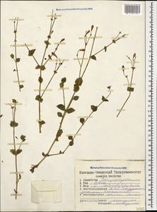 Silene chlorifolia Sm., Caucasus, Stavropol Krai, Karachay-Cherkessia & Kabardino-Balkaria (K1b) (Russia)