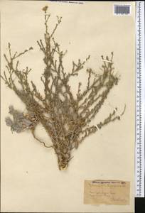 Lachnophyllum gossypinum Bunge, Middle Asia, Pamir & Pamiro-Alai (M2)