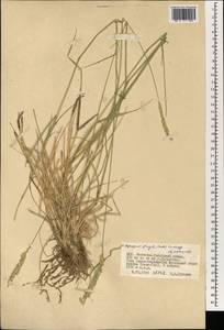 Agropyron fragile (Roth) P.Candargy, Mongolia (MONG) (Mongolia)