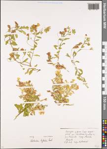 Calibrachoa hybrida, Botanic gardens and arboreta (GARD) (Russia)