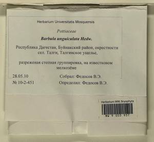 Barbula unguiculata Hedw., Bryophytes, Bryophytes - North Caucasus & Ciscaucasia (B12) (Russia)