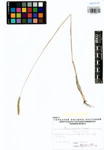 Phleum phleoides (L.) H.Karst., Siberia, Baikal & Transbaikal region (S4) (Russia)