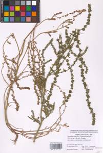 Atriplex patens (Litv.) Iljin, Eastern Europe, Eastern region (E10) (Russia)