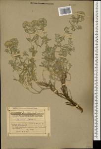 Teucrium polium L., Caucasus, Armenia (K5) (Armenia)