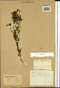 Jacobaea erucifolia subsp. erucifolia, Eastern Europe, Eastern region (E10) (Russia)