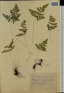 Gymnocarpium dryopteris (L.) Newman, Siberia, Altai & Sayany Mountains (S2) (Russia)