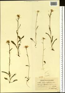 Tephroseris subfrigida (Kom.) Holub, Siberia, Chukotka & Kamchatka (S7) (Russia)