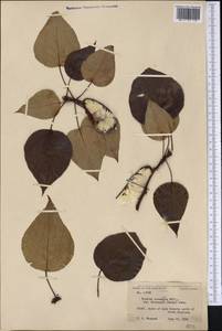 Populus balsamifera L., America (AMER) (United States)