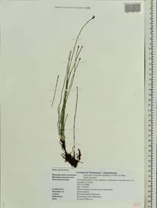 Equisetum variegatum Schleich., Eastern Europe, Western region (E3) (Russia)