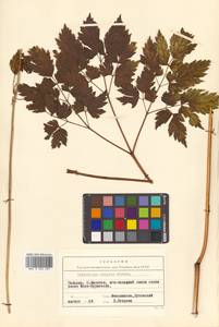 Actaea simplex (DC.) Wormsk. ex Fisch. & C. A. Mey., Siberia, Russian Far East (S6) (Russia)